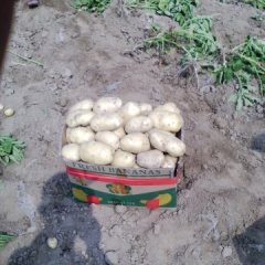 山东惠民荷兰十五土豆火热上市