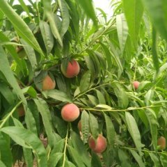 山西盐湖毛桃.油桃上货量大