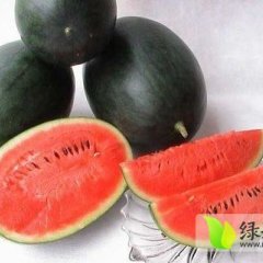 2015临漳西瓜现在订货有惊喜