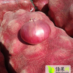 2015年年靖远洋葱大量上市