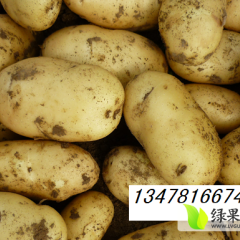 新民土豆绿色无公害,大民班振长诚信合作