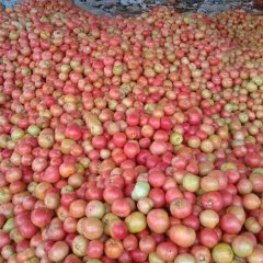 中牟西红柿火爆招商中,韩寺勇伟诚信合作