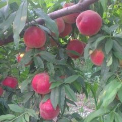 大荔两宜张琪6月突围毛桃其他果品