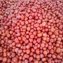 河南中牟夏宝西红柿聚焦市场