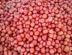 河南中牟夏宝西红柿聚焦市场
