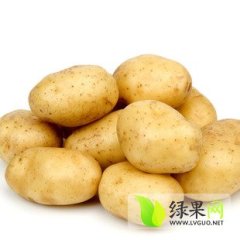 山东惠民土豆大量上市