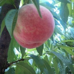 2015新野蜜桃值得出手