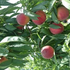 大荔蜜桃名扬天下韦林张先生诚信合作