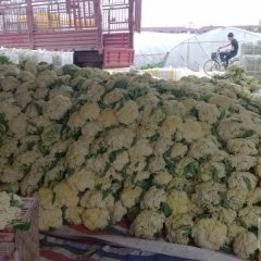 白面青梗松花菜大量上市