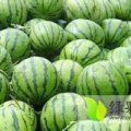 湖北宜城新街6月西瓜大上市/张亿隆诚信合作