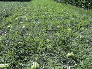 临渭西瓜价格适宜,交斜陈新领诚信合作