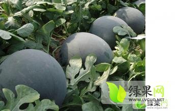 大荔西瓜是名优特产,范家党赵锋诚信合作