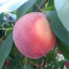 大荔双泉李铁牛6月郑三蜜桃