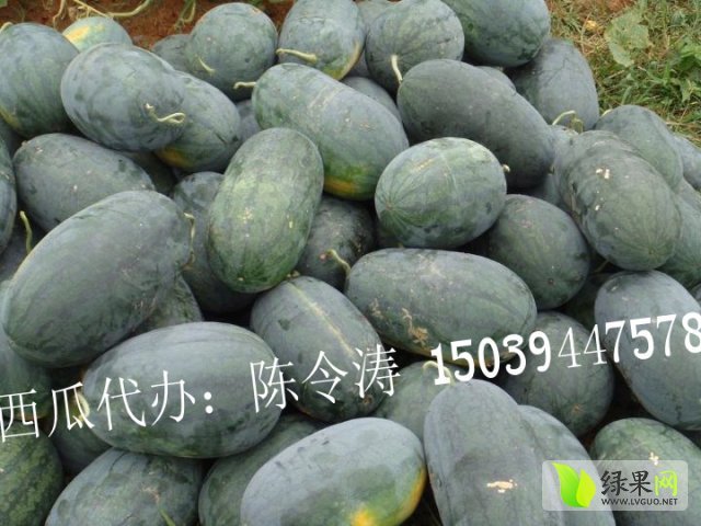 黑美人价格