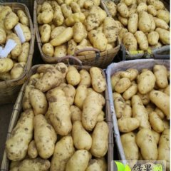 肥城土豆著名品种,石横丁先生诚信合作