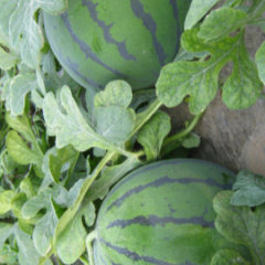 华欣007，008，863西瓜马上上市