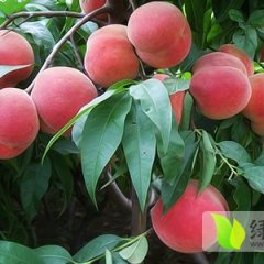 费县上冶英先生6月春雪蜜桃