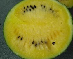 温岭西瓜火热上市,箬横王夏明诚信合作