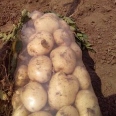 昌黎马坨刘大忠6月中薯系列土豆
