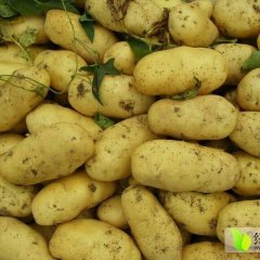 河北昌黎荷兰七号土豆欢迎合作