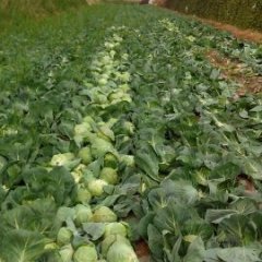 应县甘蓝俏销大江南北