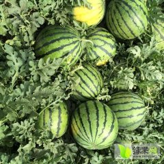 正定耿先生京欣西瓜刚开园