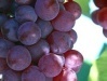 河北永年8611红无核葡萄著名品种