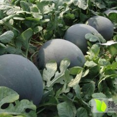大荔西瓜是名优特产,两宜张琪诚信合作