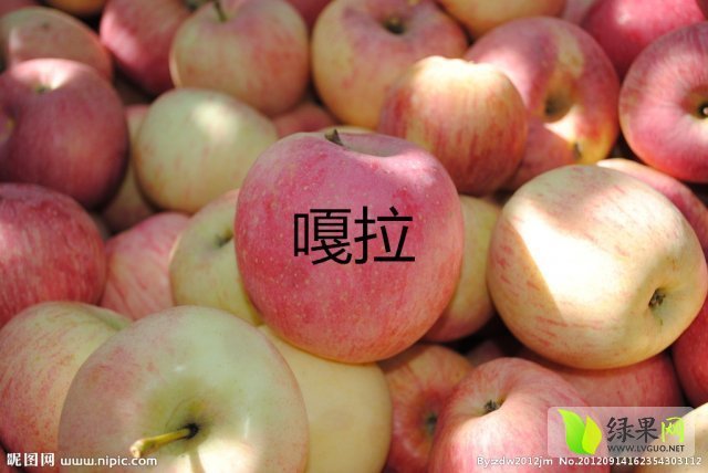 2015年山东冠县嘎啦价格