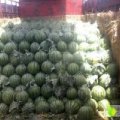 河南开封西瓜上市
