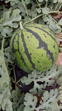 陕西大荔京欣西瓜随行就市