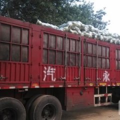 2015辛集甘蓝再不来就没机会了！