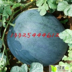 2015大荔西瓜今年价格有看点