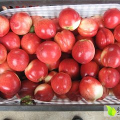 2015山东蒙阴蜜桃6月15日最新报价