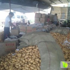 2015平阴土豆值得出手