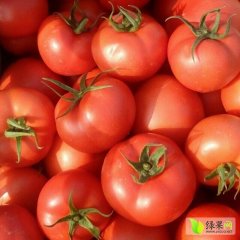 吉林长岭硬粉西红柿火热上市