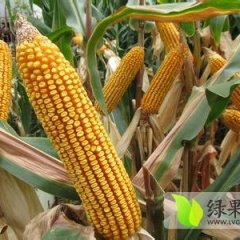 吉林长岭玉米营养丰富