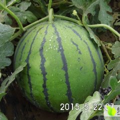 清苑西瓜香甜可口，大柳树村诚邀全国各地客商