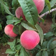 河南清丰美脆桃蜜桃是名优特产，好吃又好看