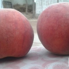 威县蜜桃早买早赚,名州周英魁诚信合作