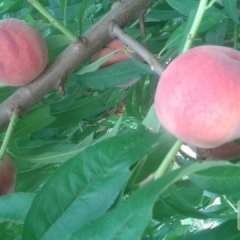 2015威县蜜桃价格波动不大