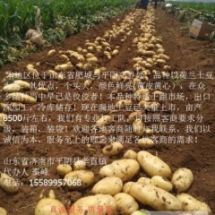 山东平阴荷兰十五土豆火热上市