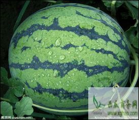 辽宁凌海京欣西瓜香甜可口
