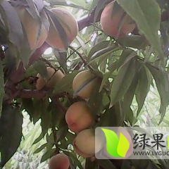 2016年山东省菏泽市单县优质鲜桃大量上市