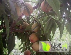 2016年山东省菏泽市单县优质鲜桃大量上市