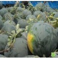 中牟韩寺李郑强6月花皮无籽西瓜