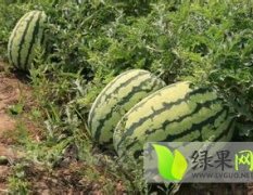 开封县西瓜价格行情平稳,开封杜广友诚信合作