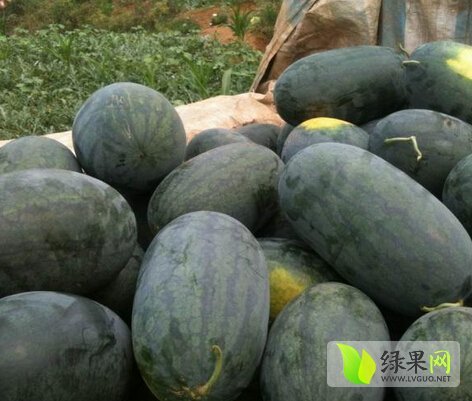 黑美人价格