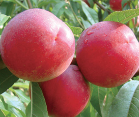 中油13号油桃上市