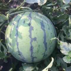 河北大城京欣西瓜火热上市